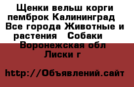 Щенки вельш корги пемброк Калининград - Все города Животные и растения » Собаки   . Воронежская обл.,Лиски г.